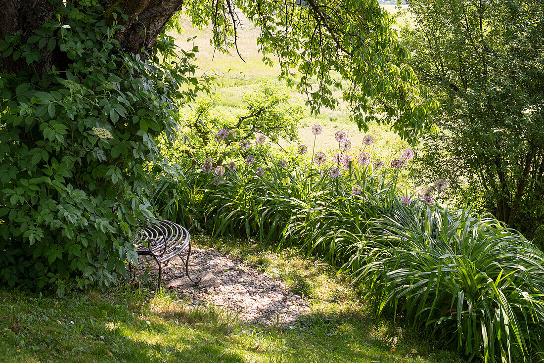 Hidden chair surrounded by allium in the garden