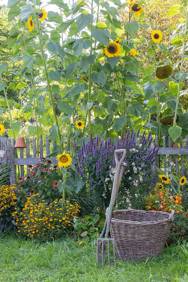 Tall sunflowers behind the garden fence, in front of it scented nettle, lantern flower, echinacea, tagetes tenuifolia, spanish needles 'Campfire', Japanese red grass and bergenia, digging fork and spade on the wicker basket.