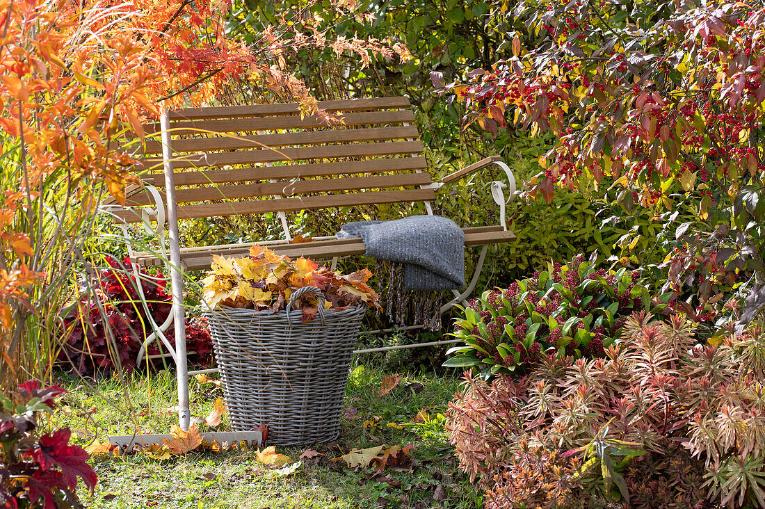 Bank als Sitzplatz im Herbstgarten, Fächerahorn, Pfaffenhütchen, Skimmie und Wolfsmilch 'Ascot Rainbow', Korb mit Herbstlaub