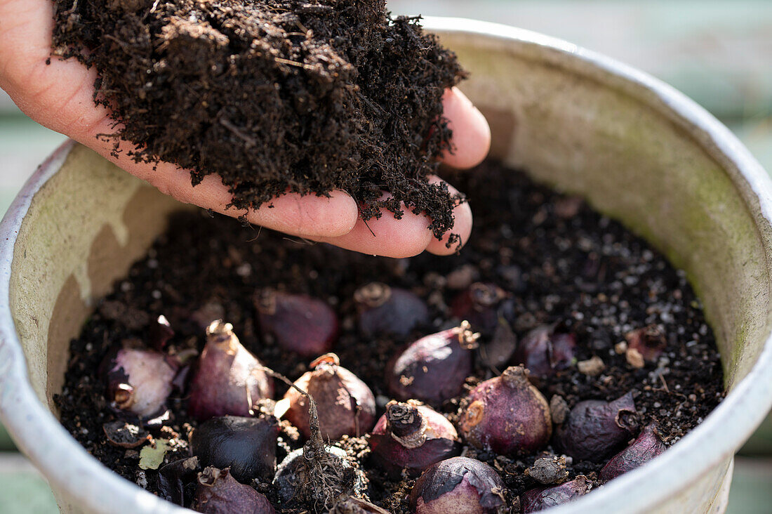 Put hyacinth bulbs in a pot in autumn