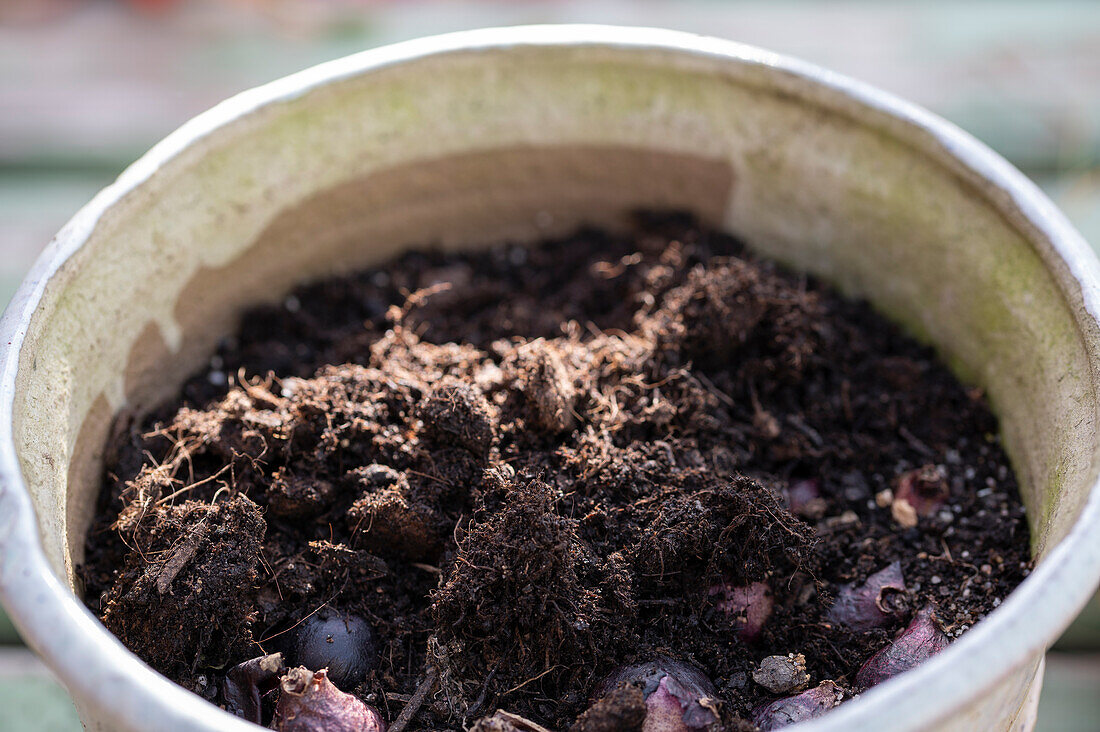 Put hyacinth bulbs in a pot in autumn