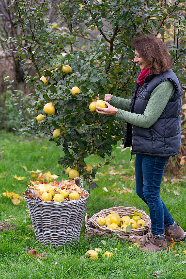 Woman harvesting quinces in the garden