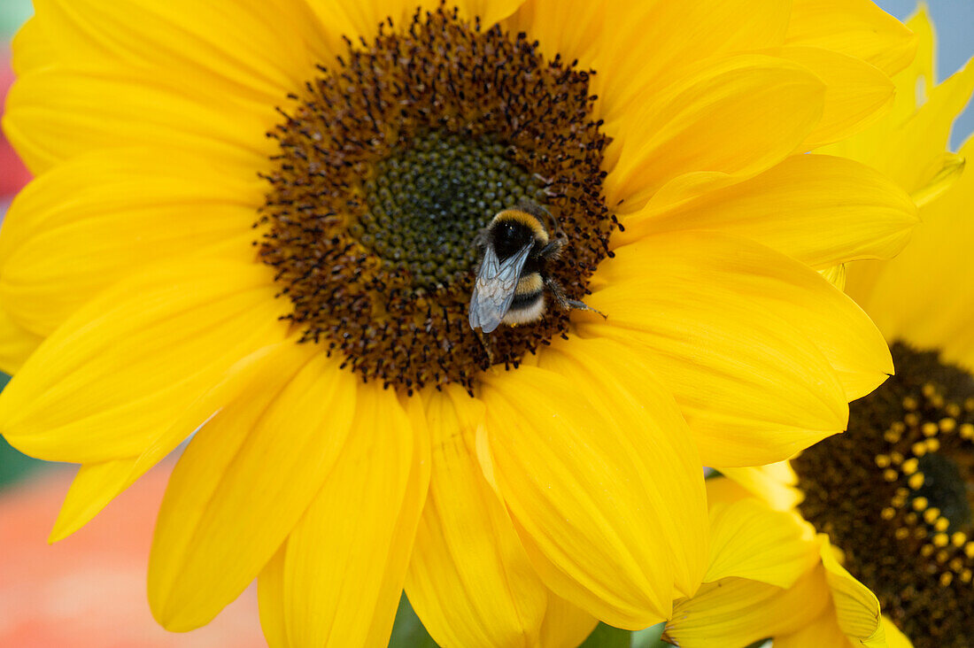 Sunflower with bumblebee
