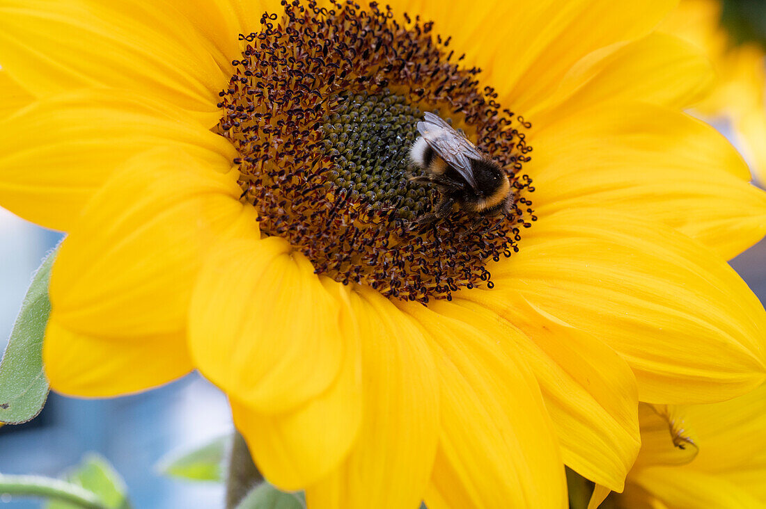 Sunflower with bumblebee