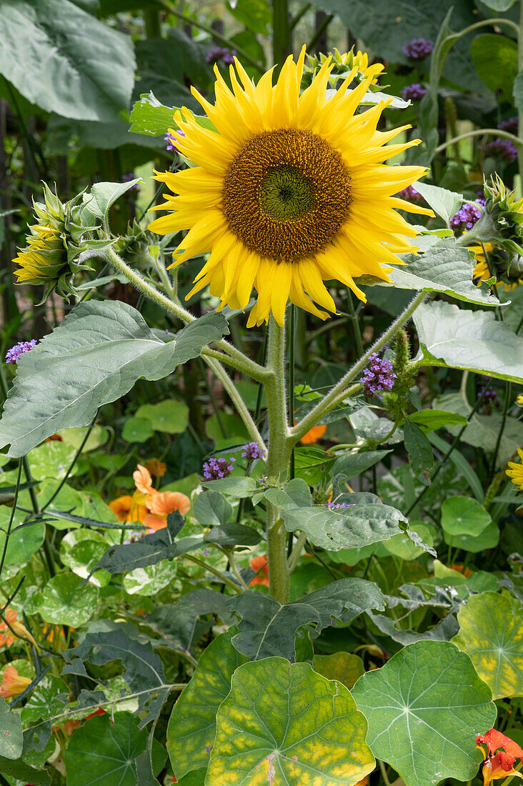 Sunflower with secondary flowers on side shoots