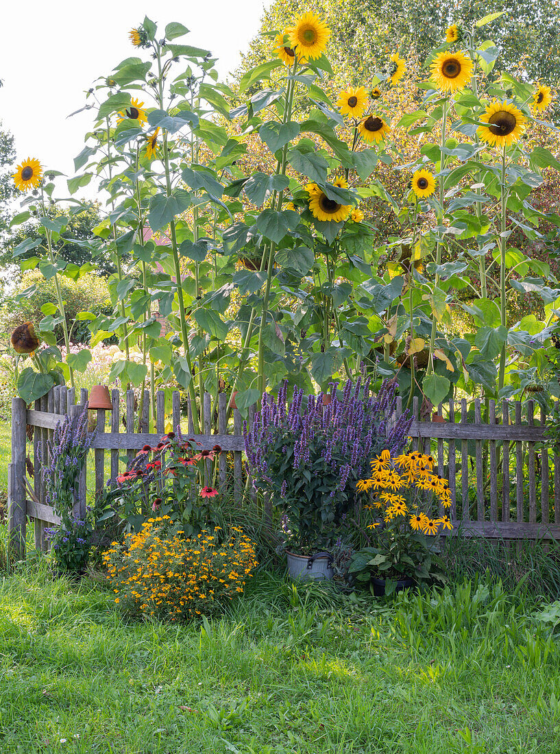 Tall sunflowers behind a garden fence with pots of scented nettle, echinacea and tagetes tenuifolia in front of it
