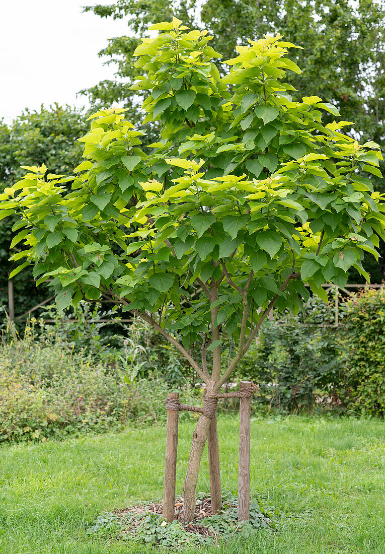 Gold trumpet tree 'Aurea' fixed to tree stakes in the lawn