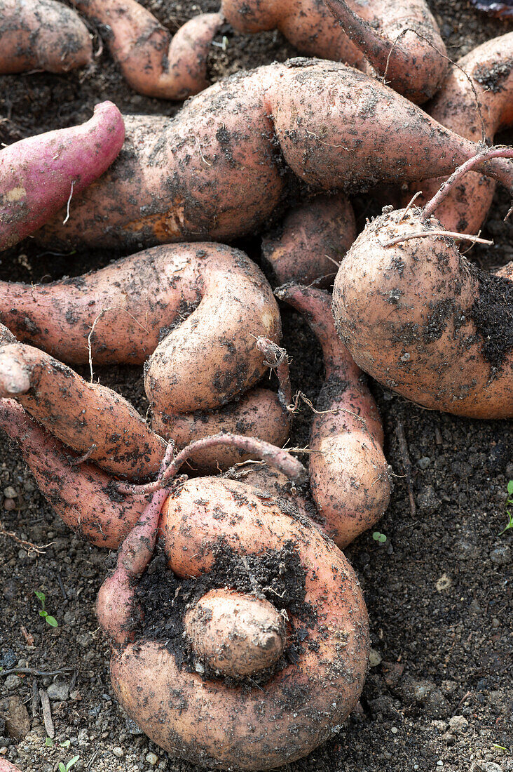 Harvesting sweet potatoes in the vegetable patch