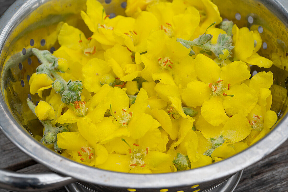 Mullein flowers in a sieve, drying for tea