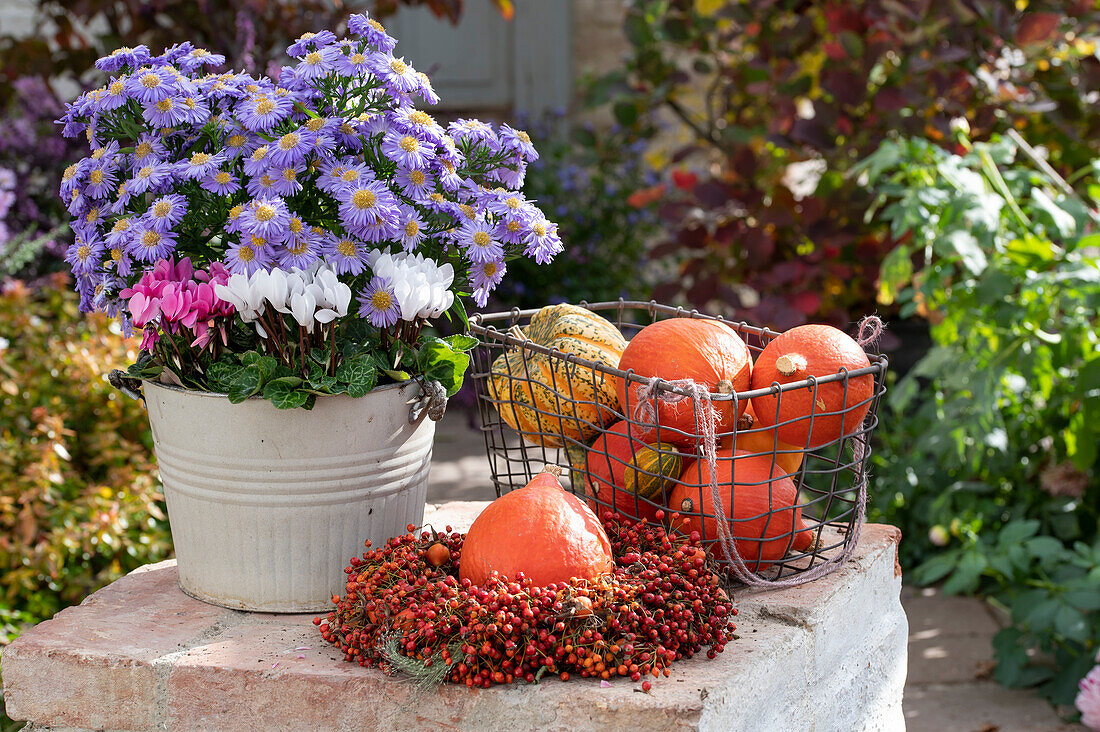 Cushion aster 'Aqua Compact' with cyclamen in a pot, wreath of rose hips and basket of edible pumpkins