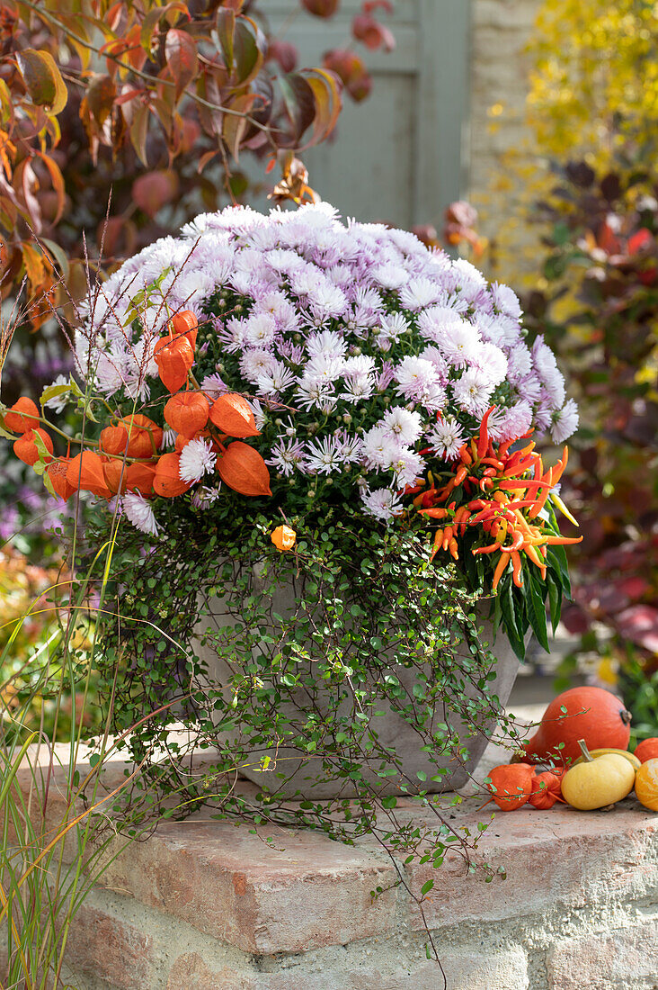 Herbstchrysantheme mit Lampionblume, Chili 'Medusa' syn. 'Naschzipfel' und Drahtwein im Topf