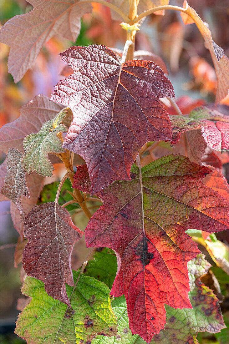 Leaves of oakleaf hydrangea in autumn colours