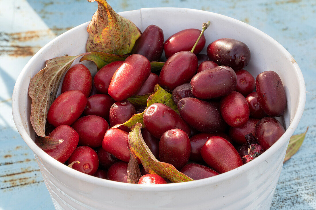 Fruits of cornelian cherry 'Schönbrunner Gourmet Dirndl