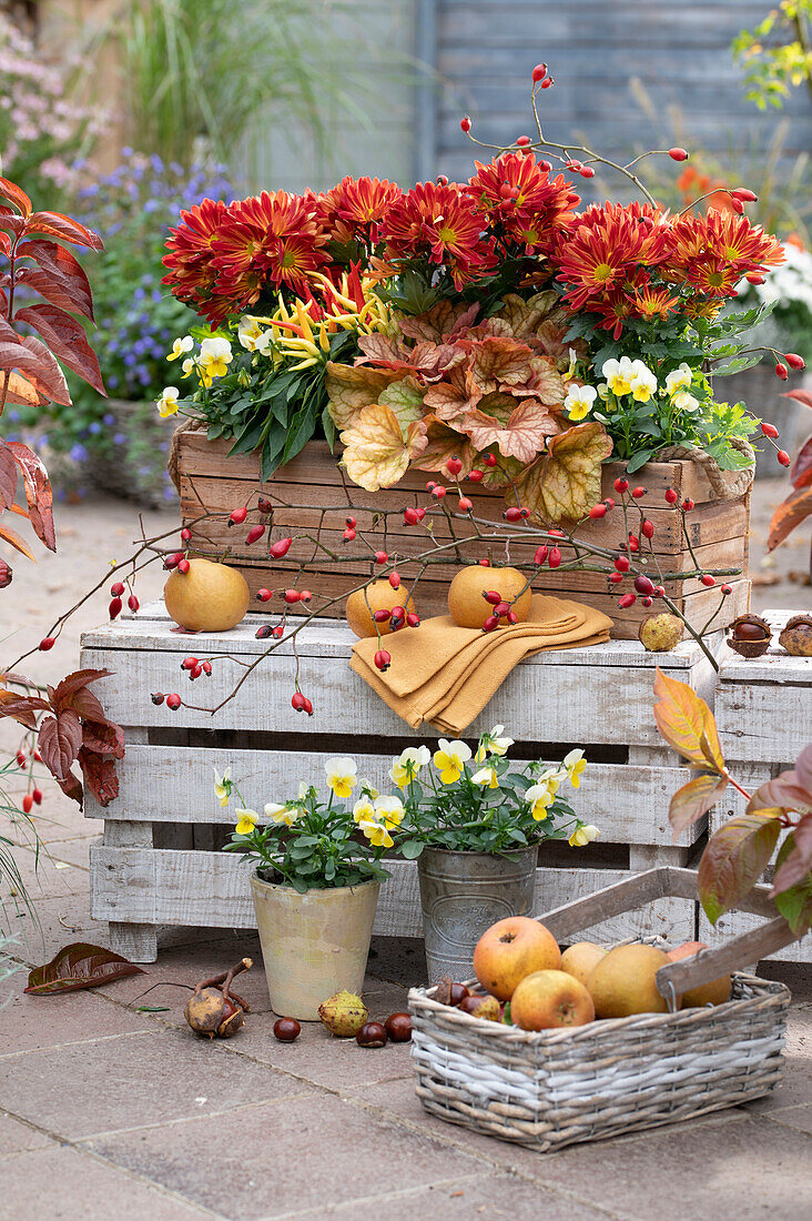 Autumn chrysanthemum, horn violets, purple bells and edible ornamental peppers 'Medusa' syn. 'Naschzipfel' in a wooden box, nashi pears, rose hips and chestnuts as decoration