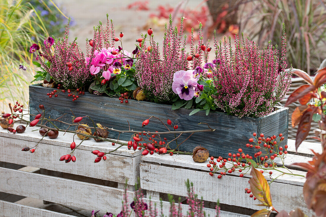 Budding heather, pansies, horned violets and cyclamen in a wooden box, rose hips and chestnuts as decoration