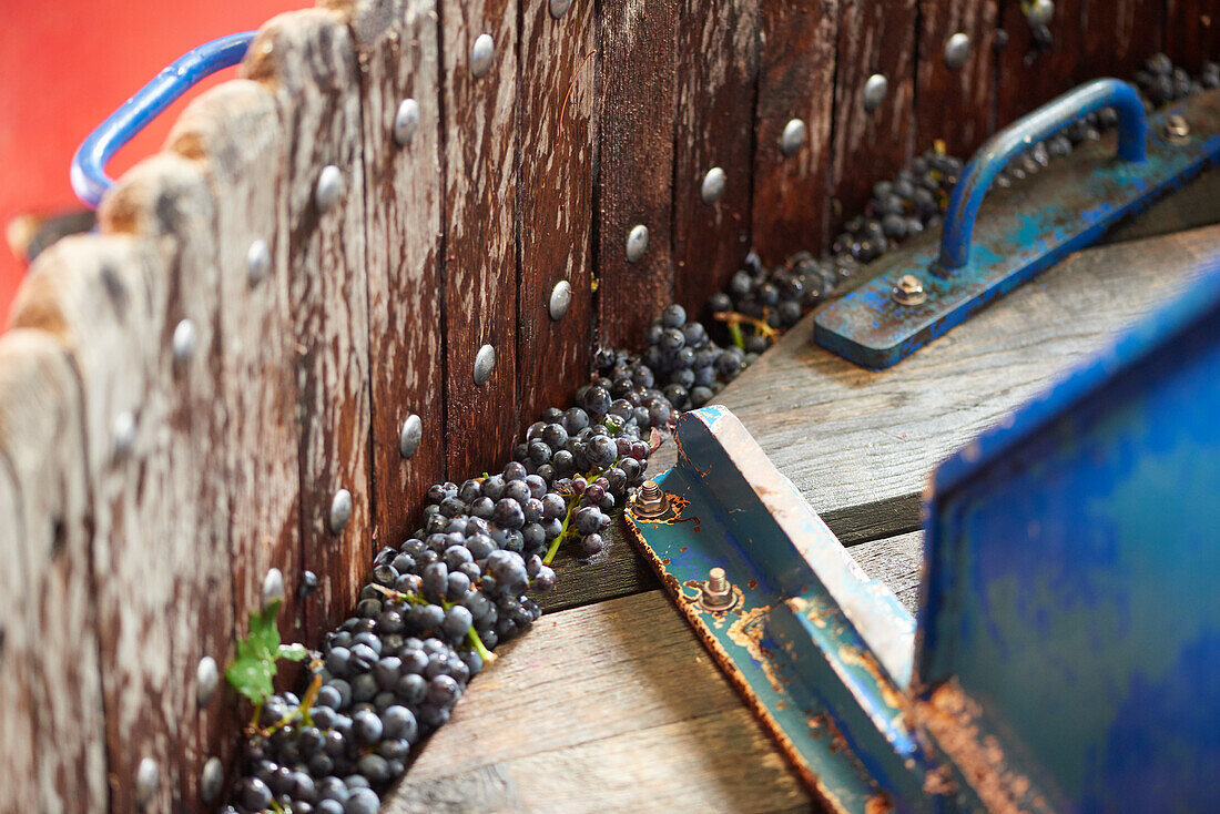 Pinot noir grapes in a wine press, Champagne, France