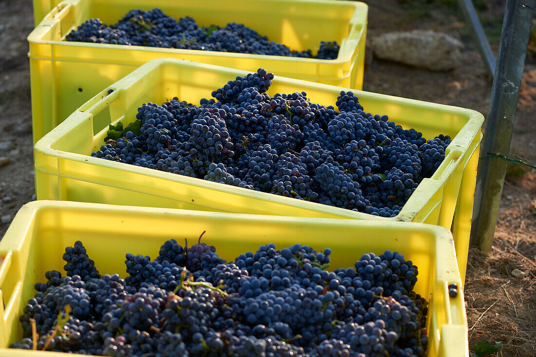 Grape harvest: Pinot noir grapes in plastic crates, Champagne, France