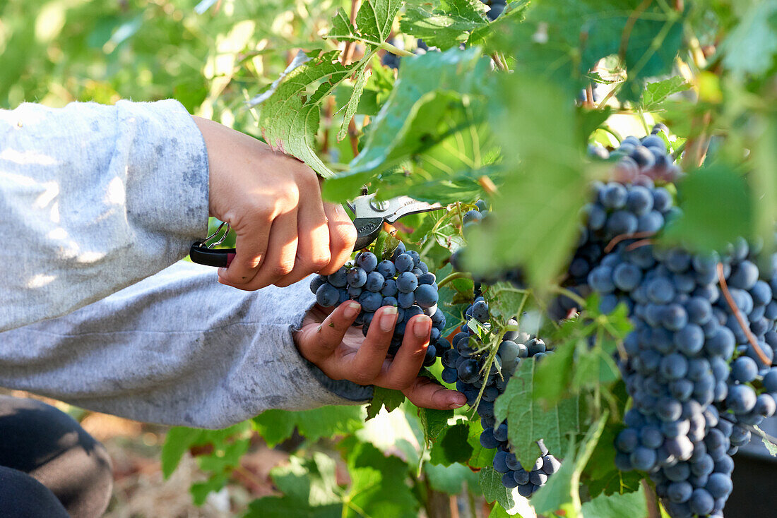 Pinot Noir Trauben werden geerntet, Champagne, Frankreich