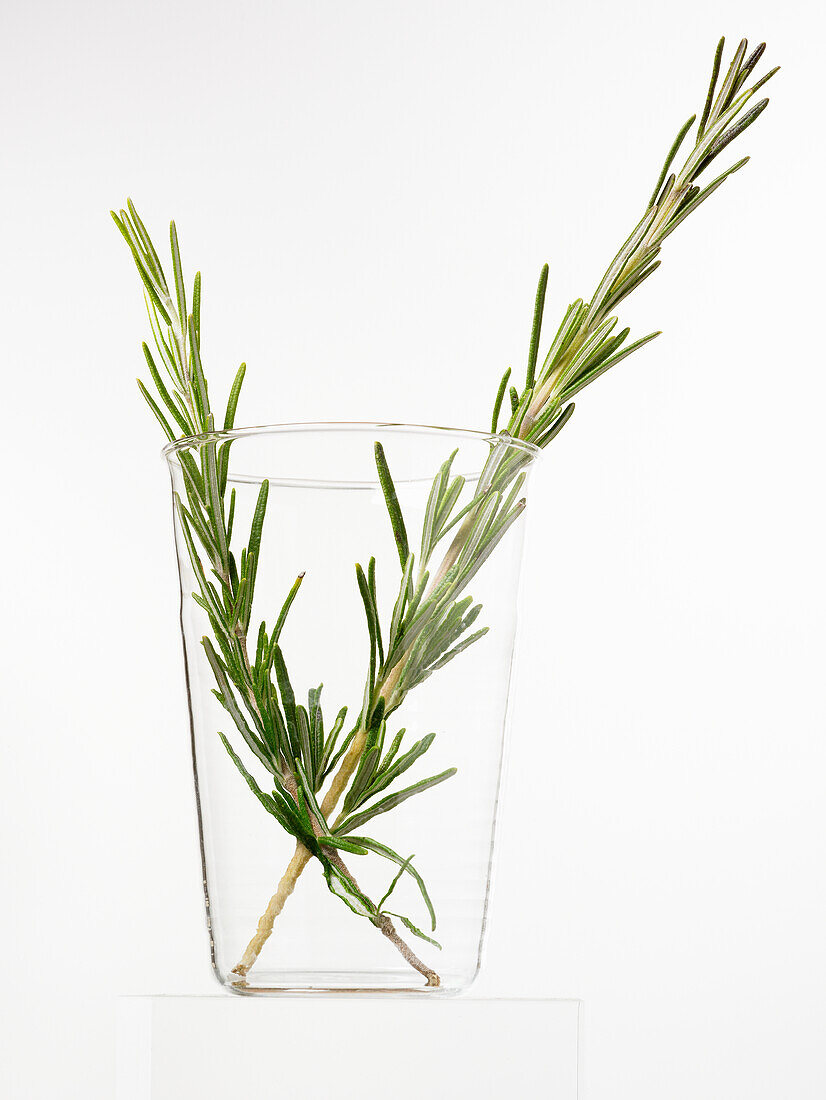 Sprigs of Rosemary in a jar