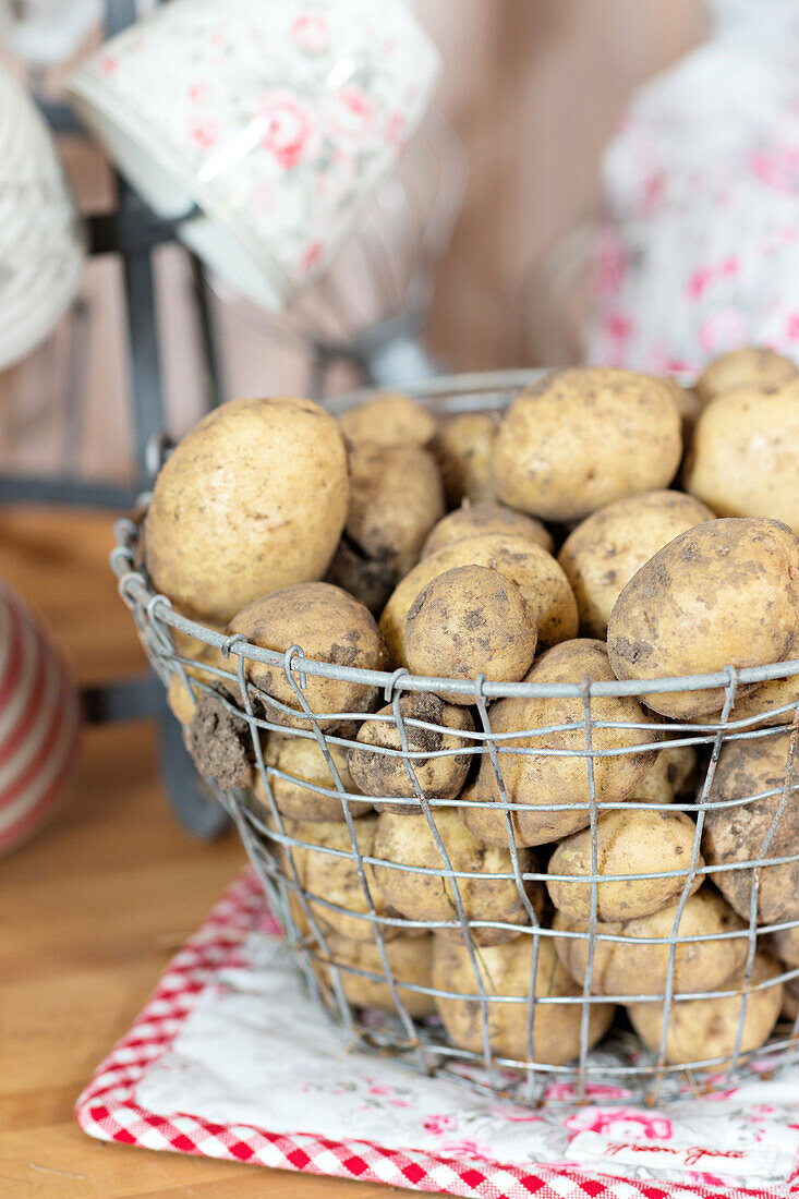 Freshly harvested potatoes in a metal basket