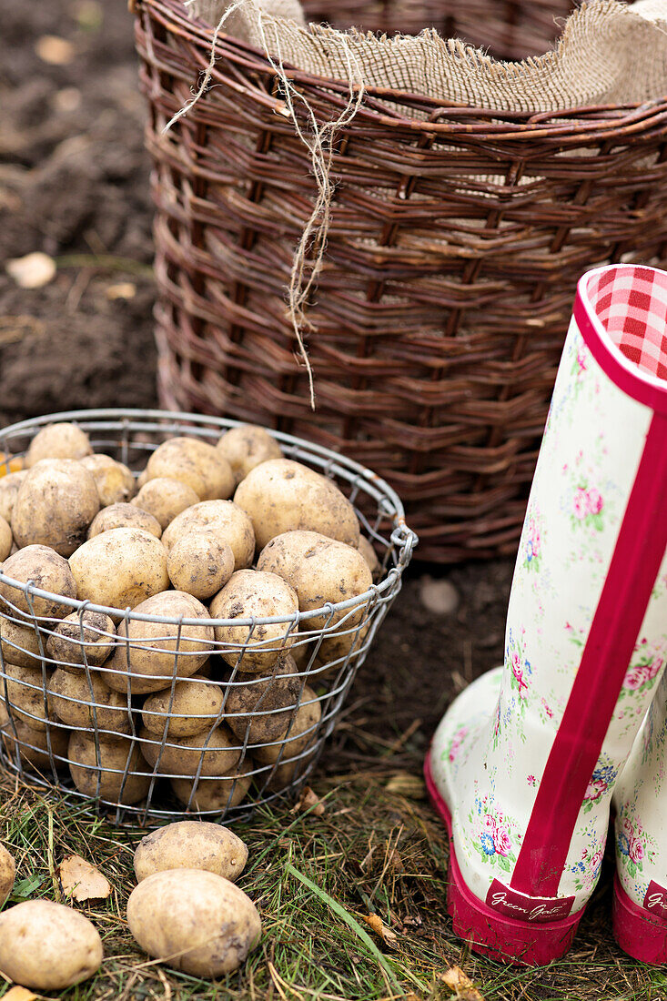 Freshly harvested potatoes in a metal basket next to rain boots