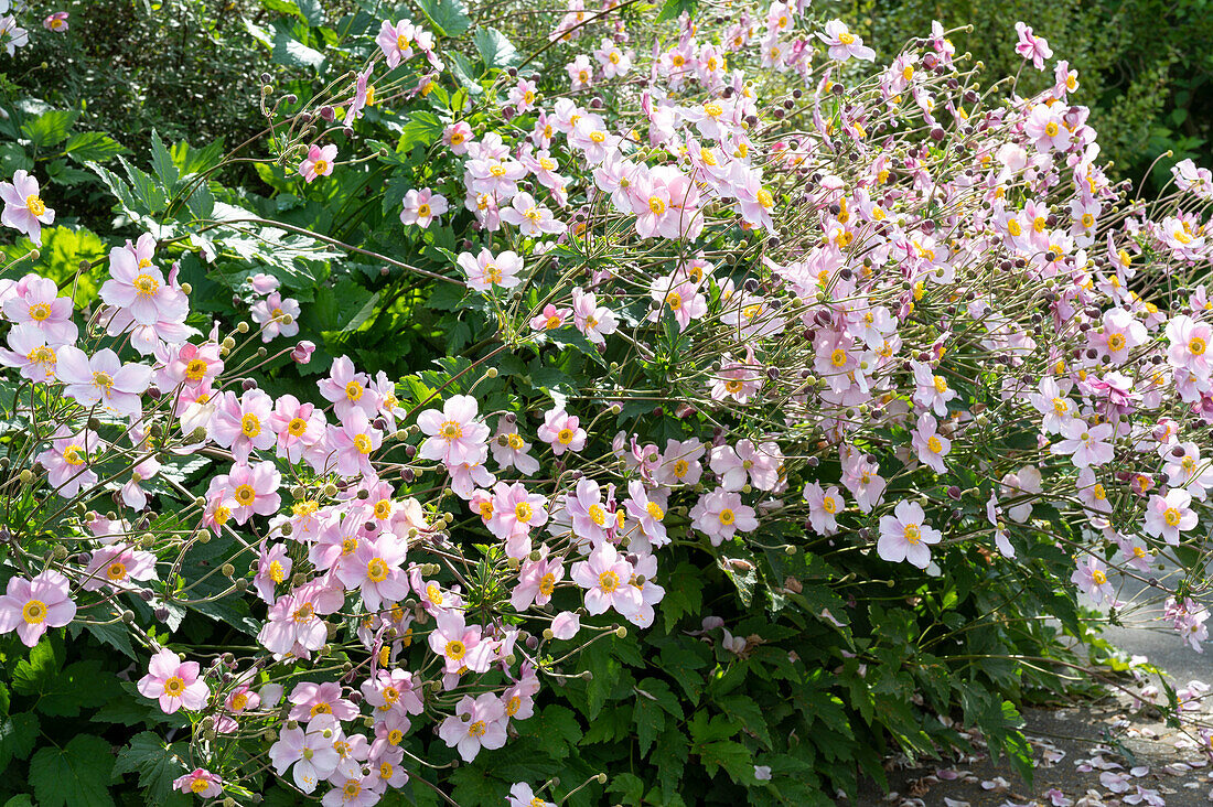 Japanese anemone 'September charm'