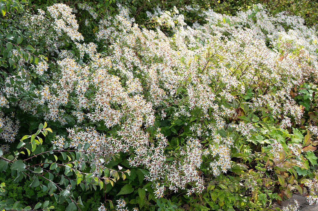 Nature garden in September with wood aster