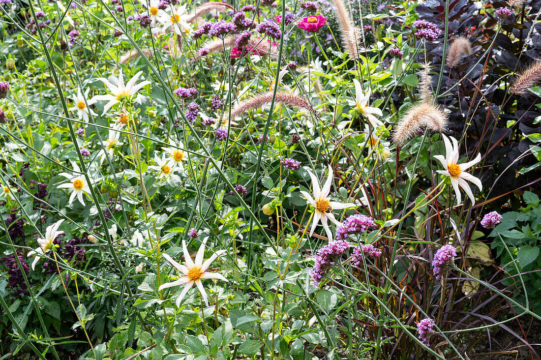 Orchid-flowered dahlia 'Honka Fragile', patagonian verbena and red feather bristle grass together in a bed