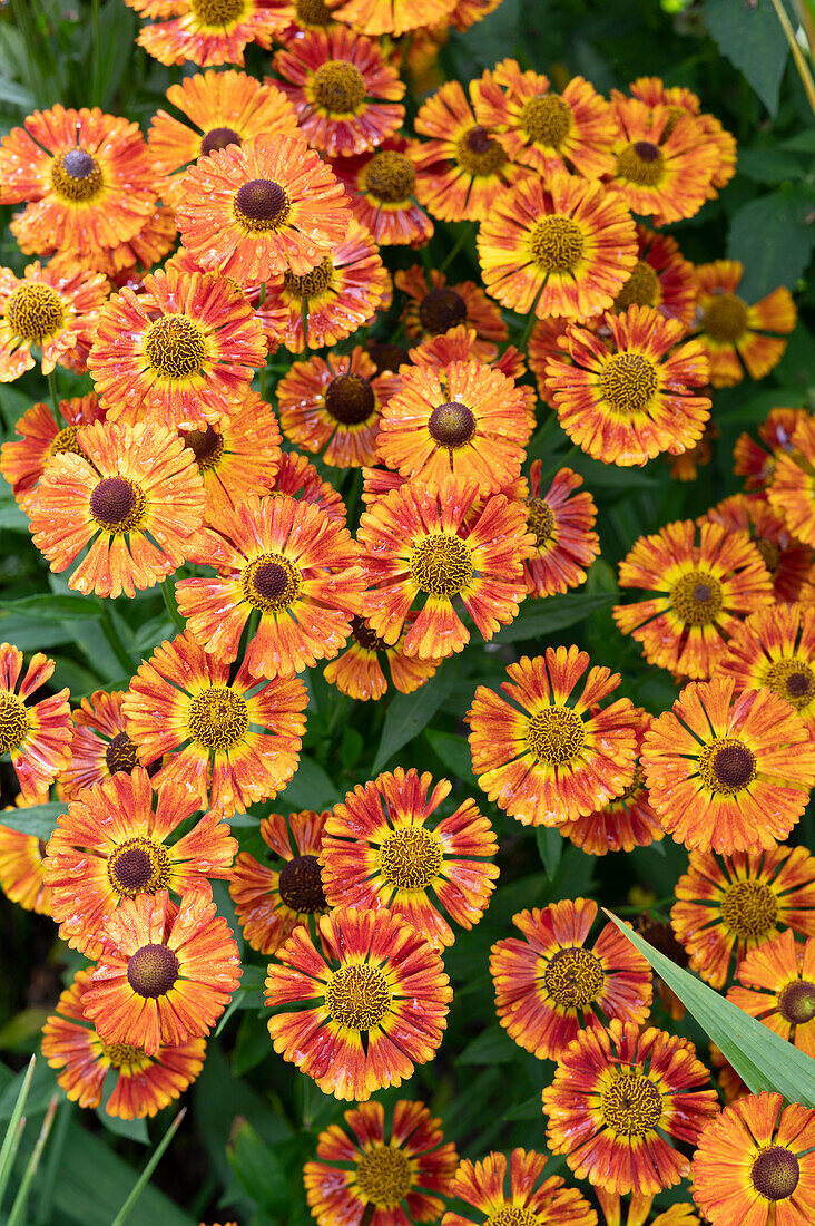 Sunflower 'Salsa' in a bed