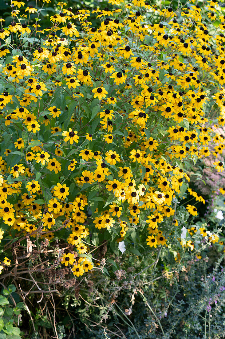 October coneflower in a border