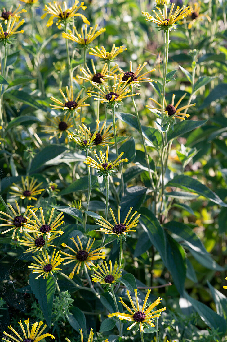 Low felted coneflower 'Henry Eilers'