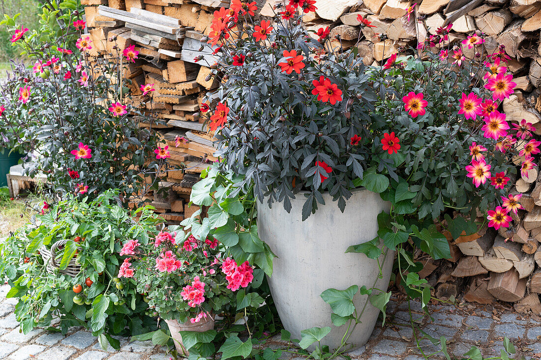 Dahlia 'Mystic Sparkler', dahlia 'Enchantement', geranium, and tomato