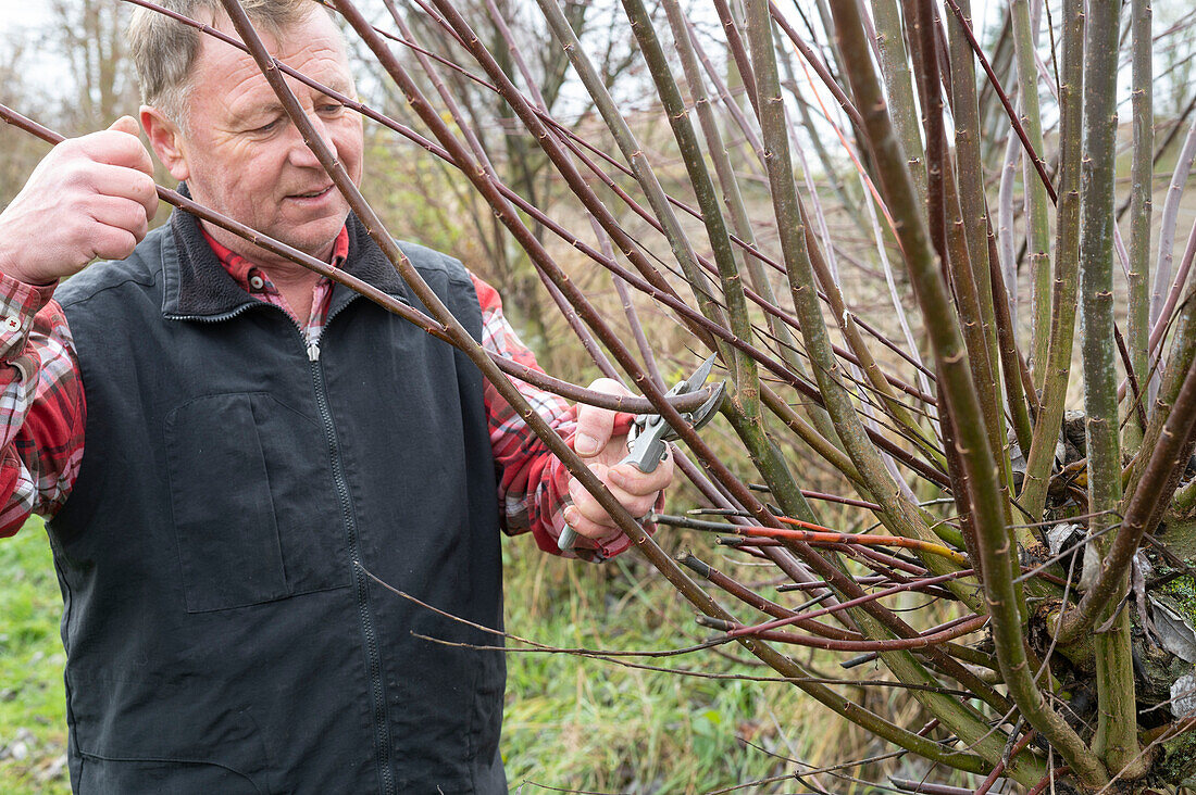 Rückschnitt der Weide (Salix)