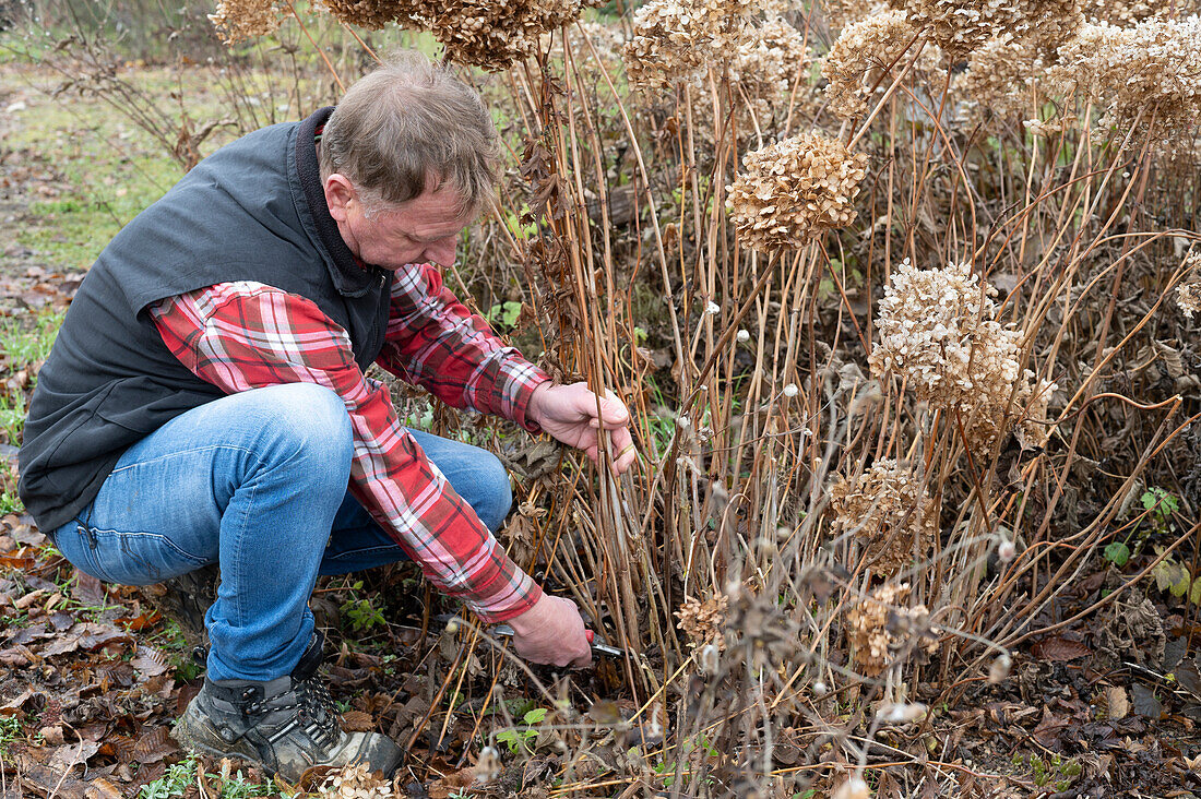 Pruning a hydrangea shrub