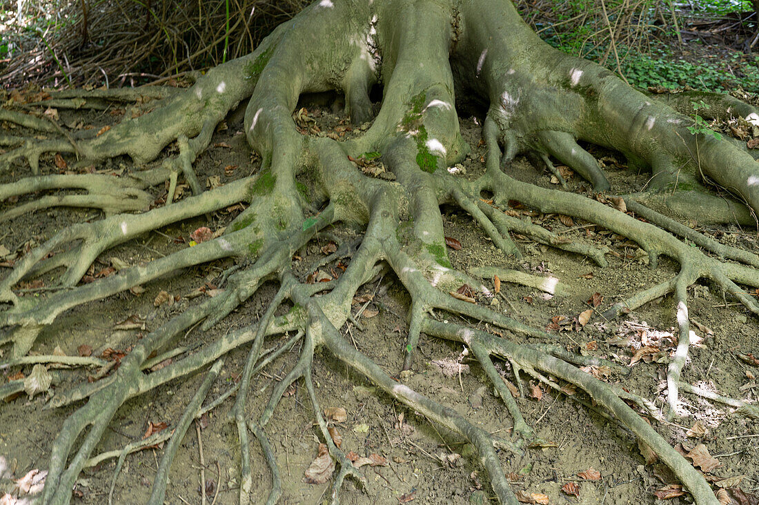 Root network of an old giant tree
