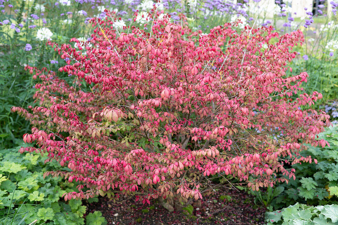 Euonymus alatus