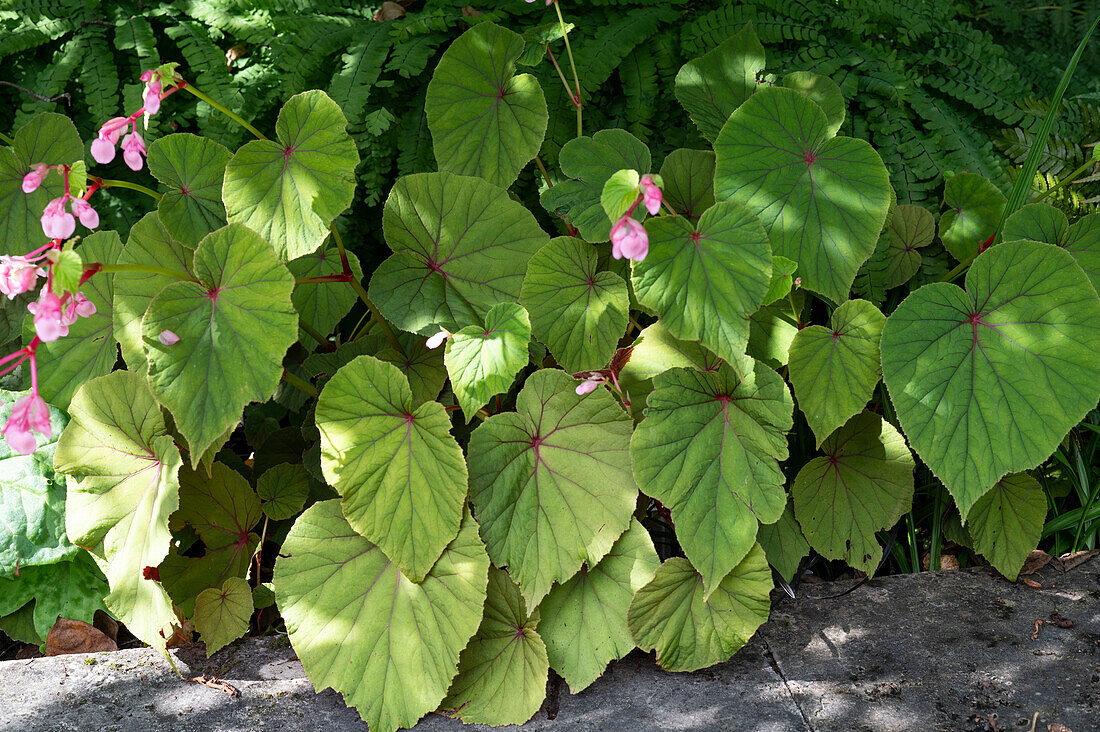 Japanese Begonia 'Marie' (Begonia grandis)