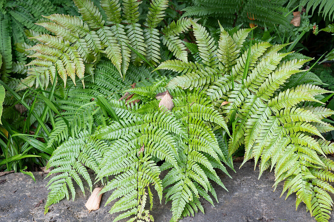 Autumn fern (Dryopteris erythrosora)