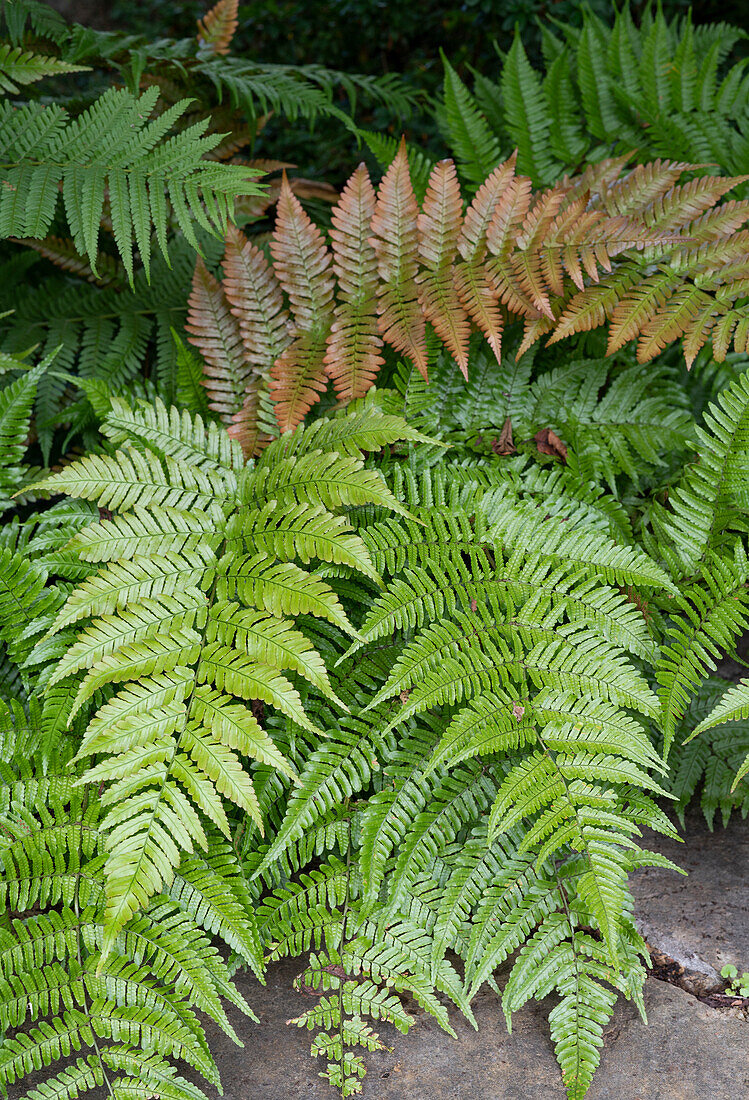 Red-veiled worm fern (Dryopteris erythrosora)