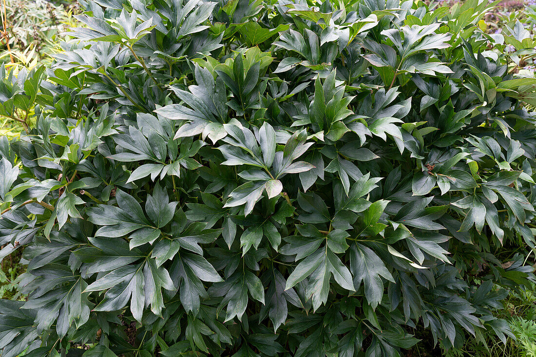 Paeonia Bertzella - intersectional peony