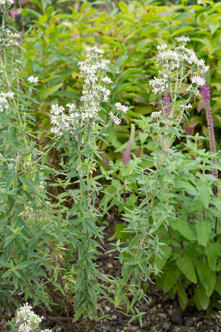 Amerikanische Bergminze (Pycnanthemum pilosum)