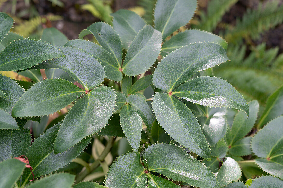 Helleborus argutifolius - Corsican hellebore