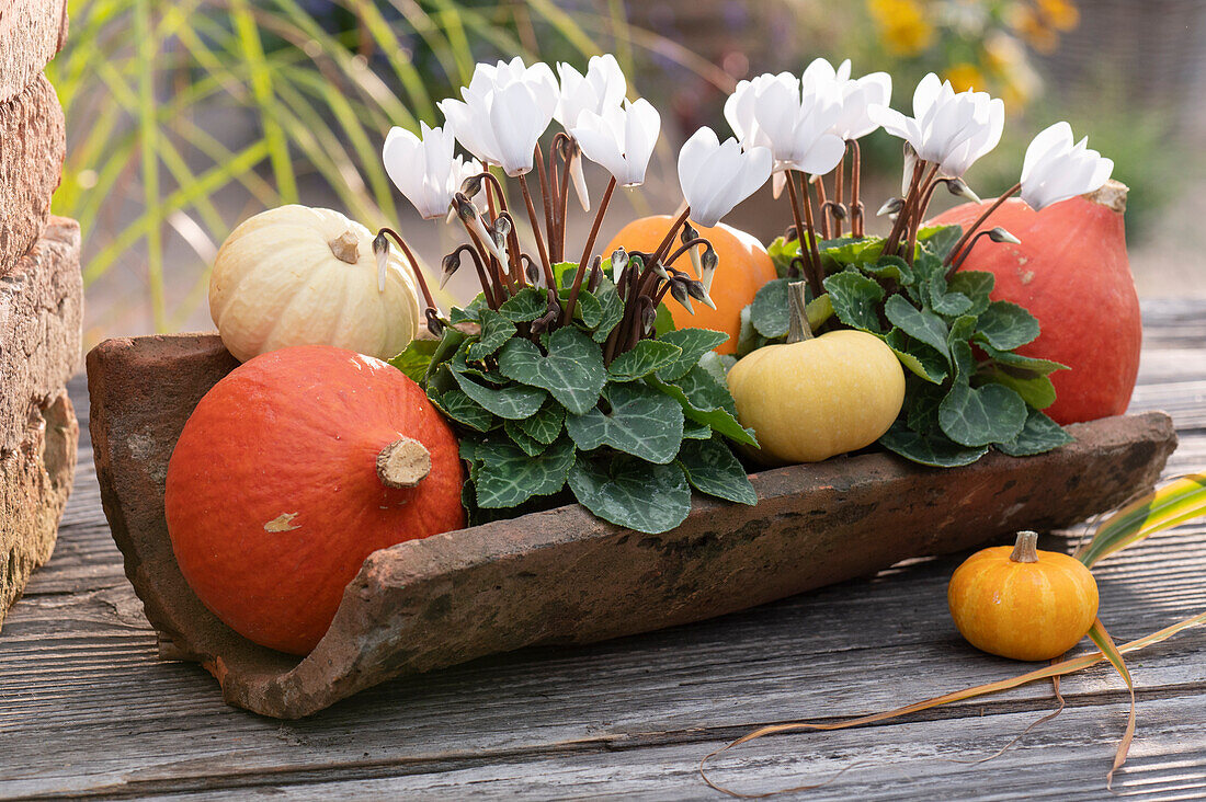 Cyclamen and pumpkins as autumn decoration in a roof tile