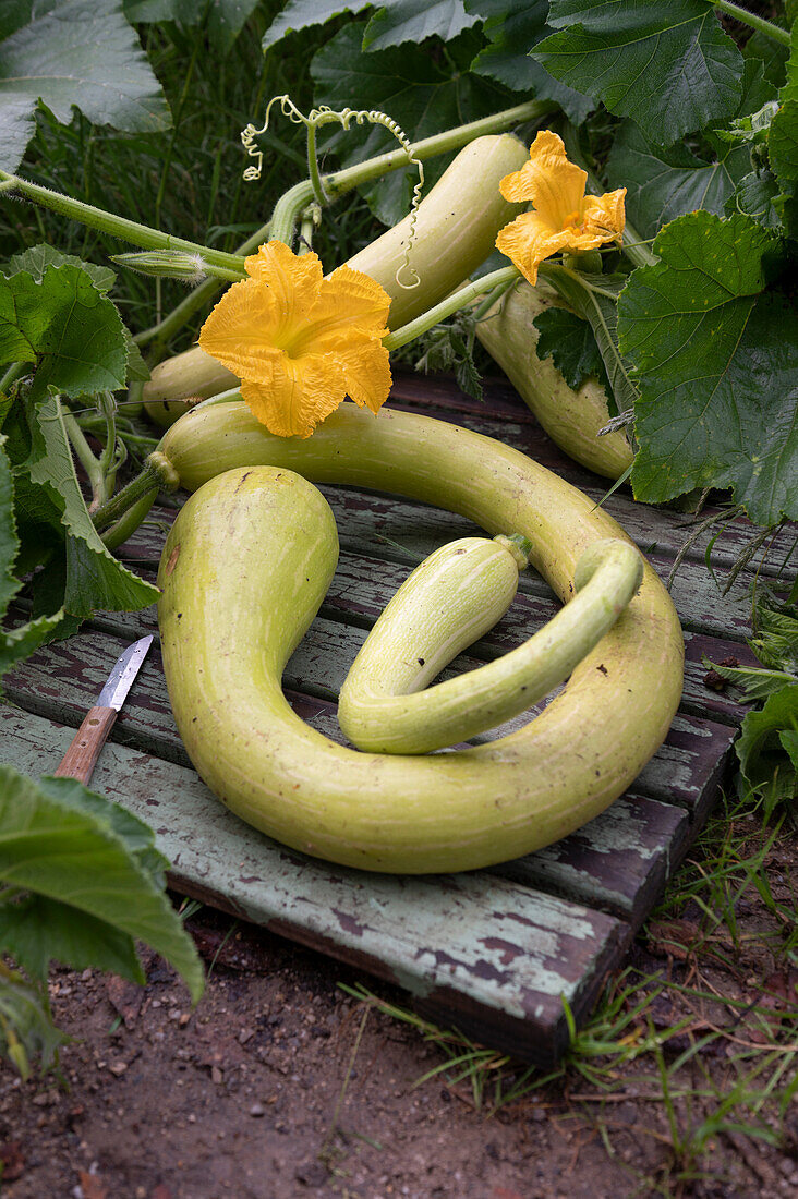 Snake gourd 'Trombetta di Albenga' with flowers and fruits in the garden