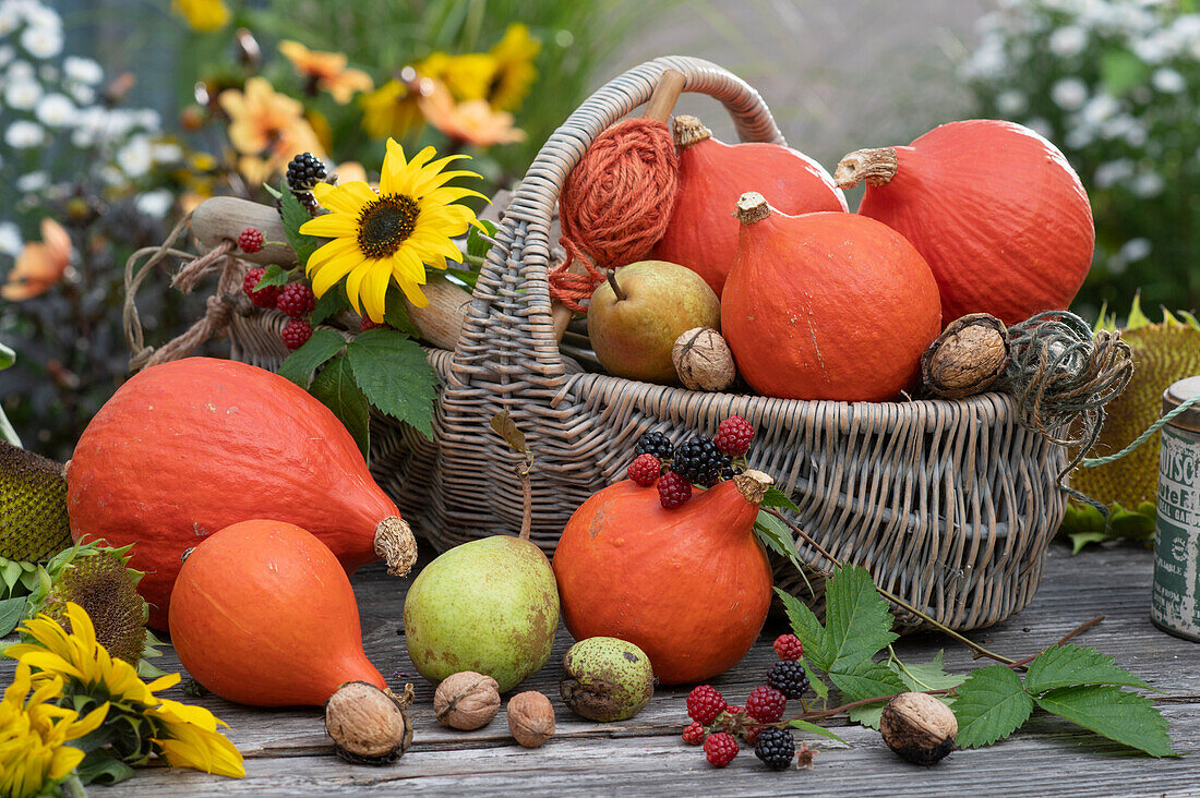 Harvest basket with Hokkaido pumpkins, pears, sunflowers, walnuts and blackberries