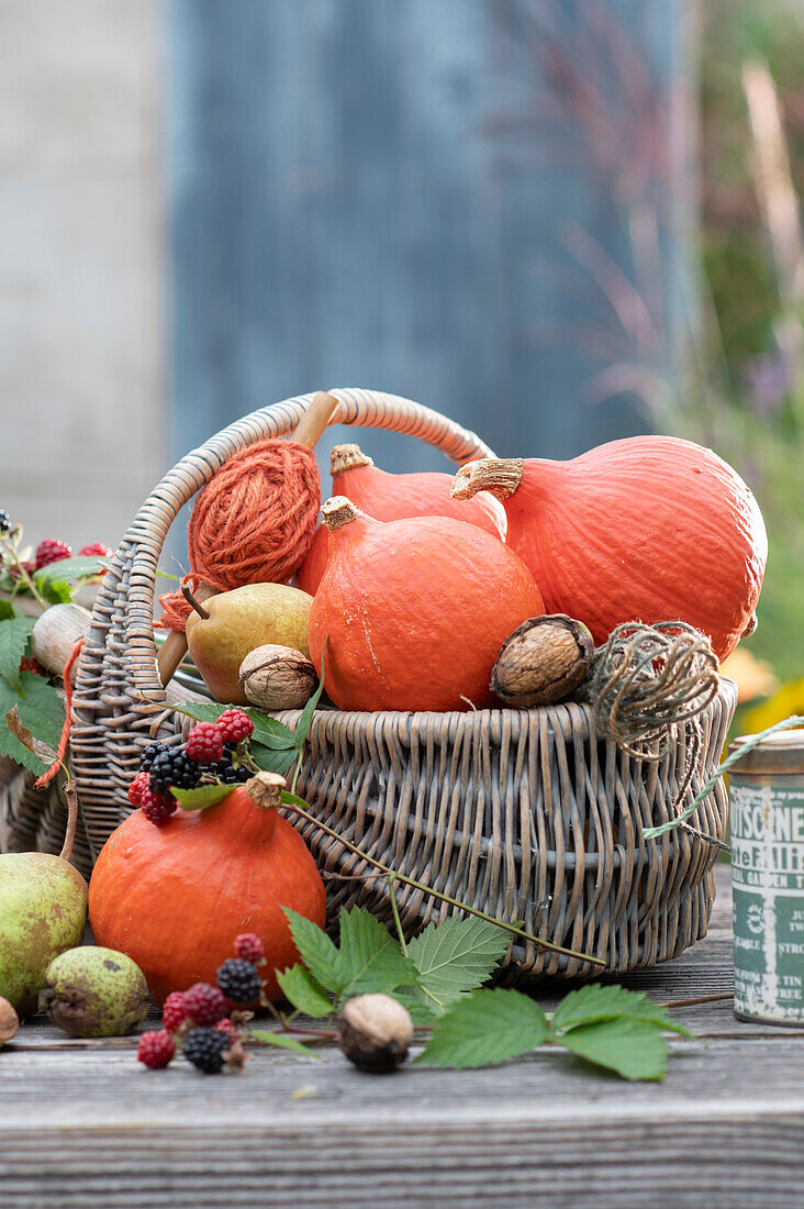 Harvest basket with Hokkaido pumpkins, pears, walnuts and blackberries