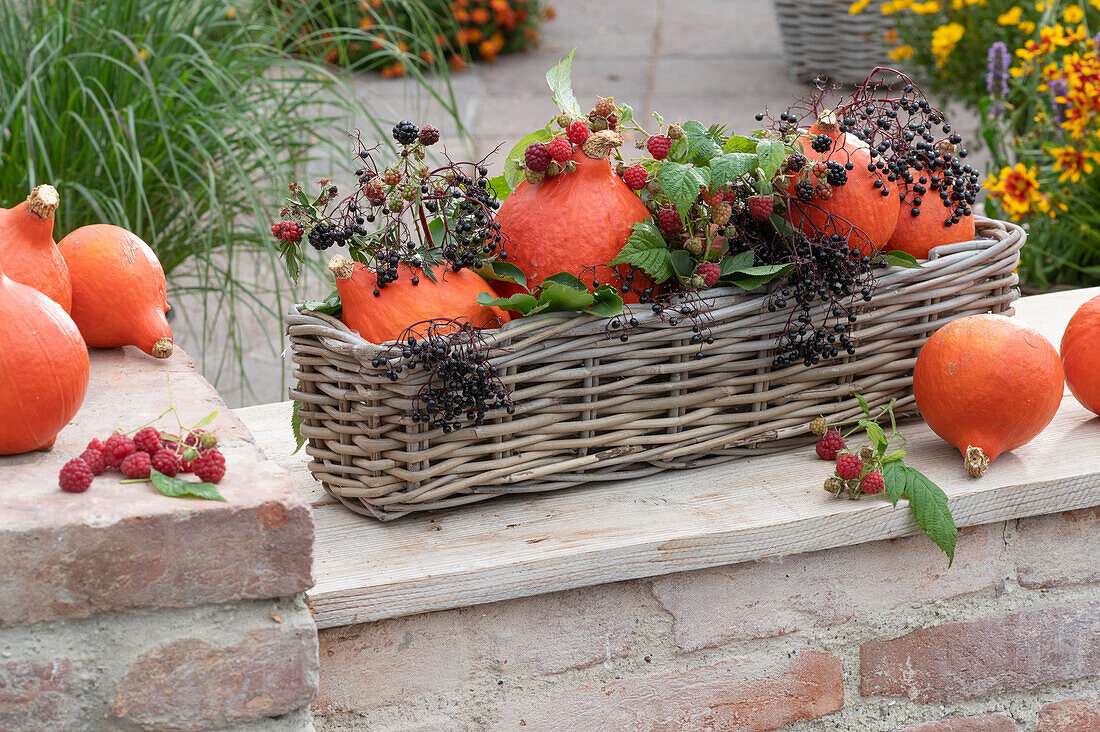 Hokkaido pumpkins with elderberries, raspberries and blackberries in a basket box on a wall