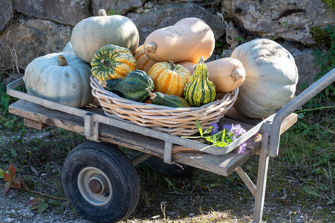 Barrow with freshly harvested pumpkins in front of a dry stone wall