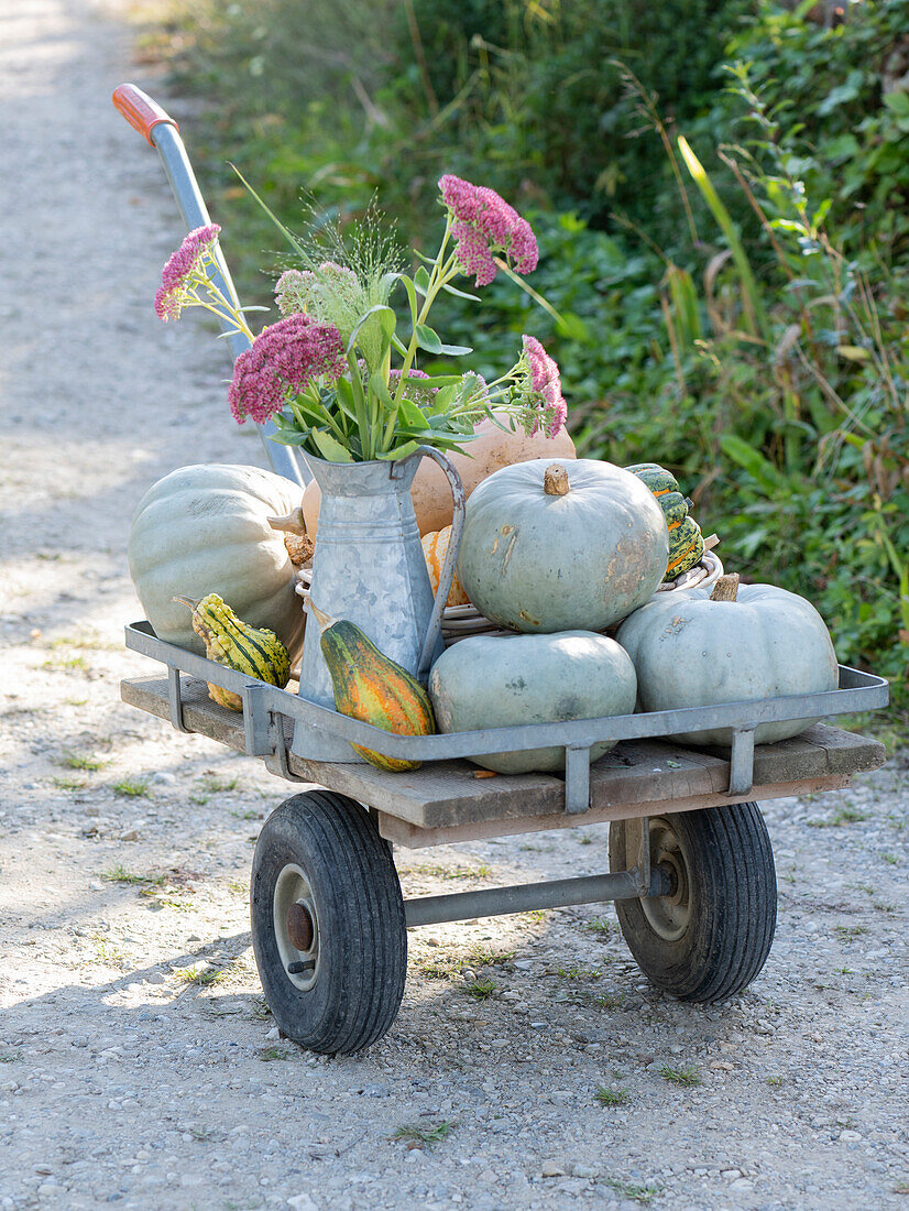 Barrow with freshly harvested pumpkins and autumn bouquet of stonecrop in zinc pot