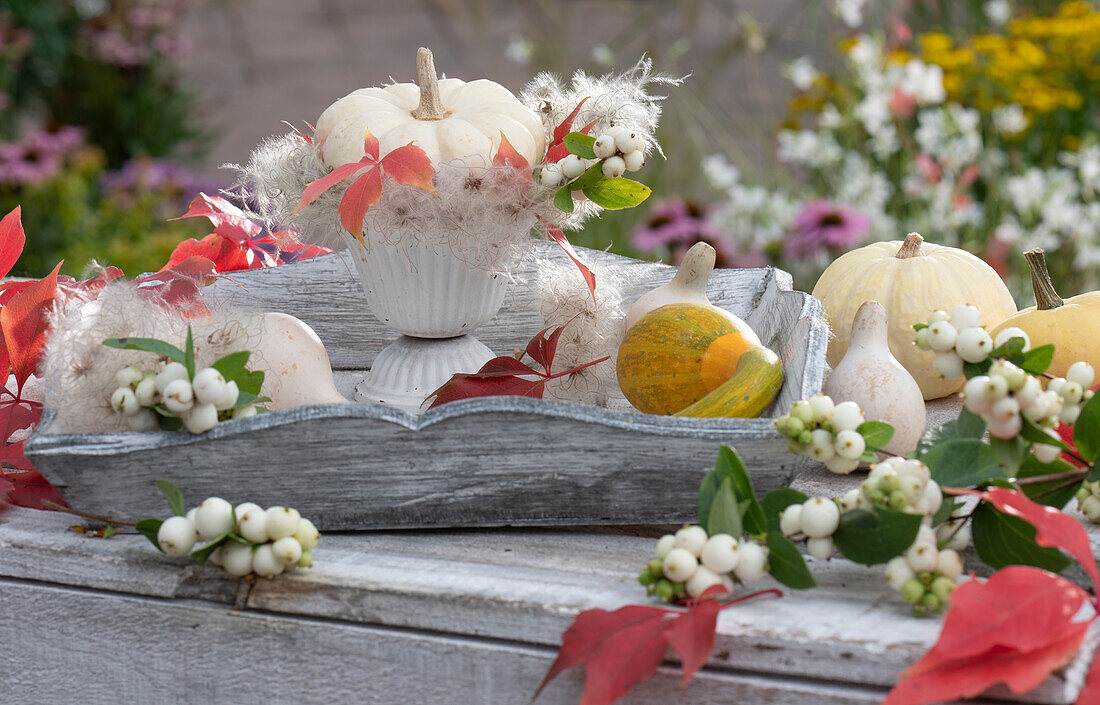 Weißer Kürbis auf Clematis-Fruchtständen in Pokal auf Holztablett, dekoriert mit Schneebeeren, Herbstlaub vom wilden Wein und Kürbissen
